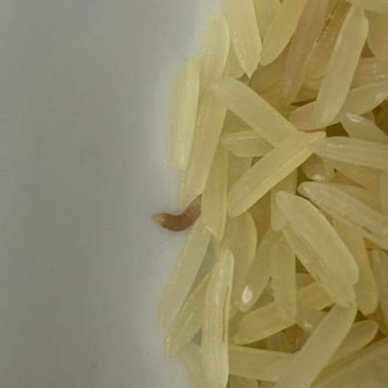 Yayla Basmati Pirinçte Kurt Tespiti, Gıda Güvenliği Endişesi