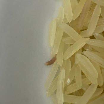 Yayla Basmati Pirinçte Kurt Tespiti, Gıda Güvenliği Endişesi