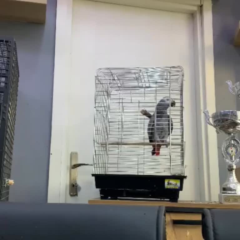 Sözde Konuşan Jako Papağanı Satışı Ve İletişim Sorunları