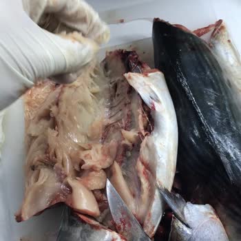 Carrefour Şubesinde Bozuk Palamut Satışı Sağlık Tehlikesi