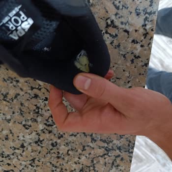Us Polo Assn Spor Ayakkabının İç Astarında Yırtılma Ve Ayağımın Kanaması