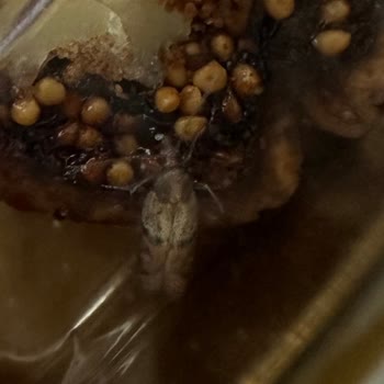 Tuğba Kuruyemiş Şubesinde Cevizli Kuru İncirde Canlı Kelebek Ve Böcek Kontaminasyonu