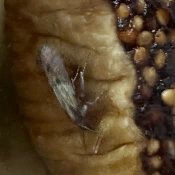 Tuğba Kuruyemiş Şubesinde Cevizli Kuru İncirde Canlı Kelebek Ve Böcek Kontaminasyonu