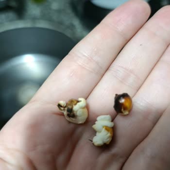 Patlamayan Popcorn Ve Yanmış Taneler İçin Şikayet