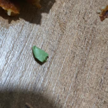 Donmuş Hindi Köfte İçinde Plastik Parça Bulunması Sağlık Güvenliğini Sarsıyor