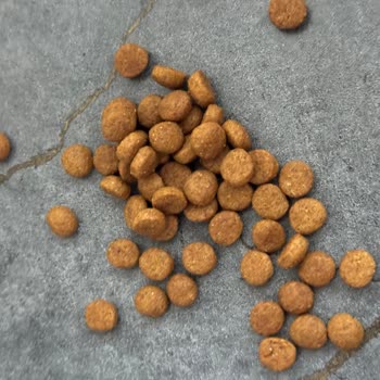 Bozuk Royal Canin Mama İçin Ücret İadesi Ve Kalite Kontrol Talebi