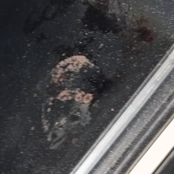 Ferre Ankastre Fırında Küf Sorunu Ve Müşteri Hizmetlerine Ulaşılamaması