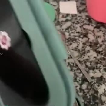 PaulMark'tan Alınan Beslenme Kabı Hemen Kırıldı!