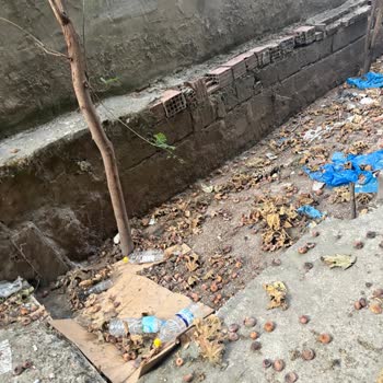 İzmir Belediyesi'nden Yaşlı Engelli Anneanne İçin Fig Ağacı Budama Ve Temizlik Talebi