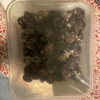 Açılmamış Ürünün Küflenmesi Ve Gıda Güvenliği Endişesi
