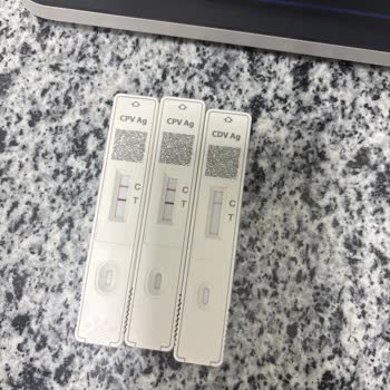 Patibul.com Hasta Yavru Satışı Ve Satıcı Sorumluluk Reddi