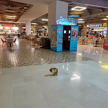 Anatolium AVM Yemek Katında Başıboş Kediler Hijyen Tehdidi