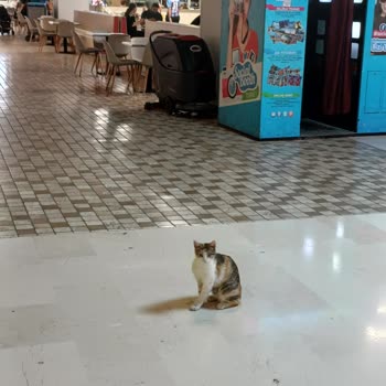 Anatolium AVM Yemek Katında Başıboş Kediler Hijyen Tehdidi