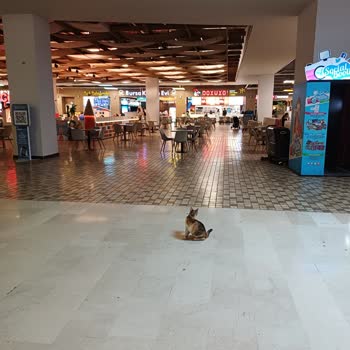 Anatolium AVM Yemek Katında Başıboş Kediler Hijyen Tehdidi