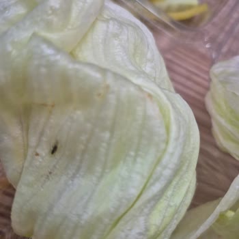 Artvin Çiğköfte Şubesinde Marullarda Canlı Böcekler Görüldü