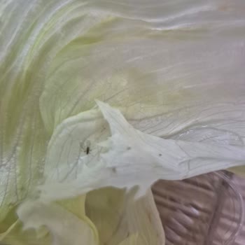 Artvin Çiğköfte Şubesinde Marullarda Canlı Böcekler Görüldü