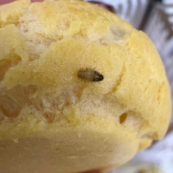 Profiterolde Yabancı Cisim Ve Sağlık Riski