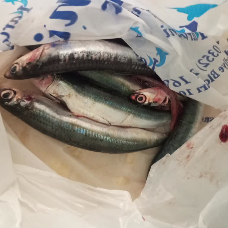 Kayseri Karadeniz Balıkçılık Hamside Ne Balık Kokusu Vardı Ne De Tadı