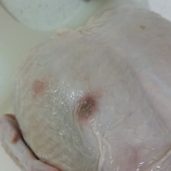 Şenpiliç Tavukta Lezyon Ve Kırmızı Lekeler Görüldü, İade Talebi