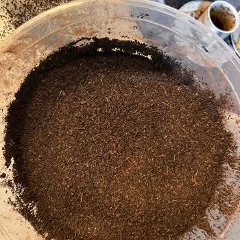 Doğuş Karadeniz Çayında Mavi Plastik Yabancı Cisim Ve Toz Kıvamı Sorunu
