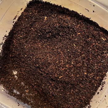 Doğuş Karadeniz Çayında Mavi Plastik Yabancı Cisim Ve Toz Kıvamı Sorunu