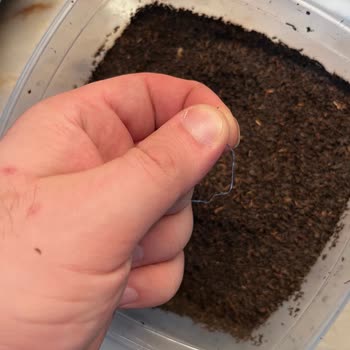Doğuş Karadeniz Çayında Mavi Plastik Yabancı Cisim Ve Toz Kıvamı Sorunu