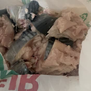 Anpa Gross 212 Şubesinde Alınan Palamut Taze Değil, İade Talebi