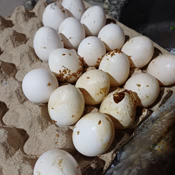 Carrefour Silifke'de Bozuk Yumurtalar Satışı Sağlık Tehlikesi