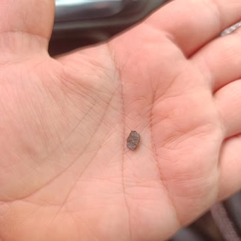 Tomurcuk Market Pepsi Kutu İçinde Taş Bulundu