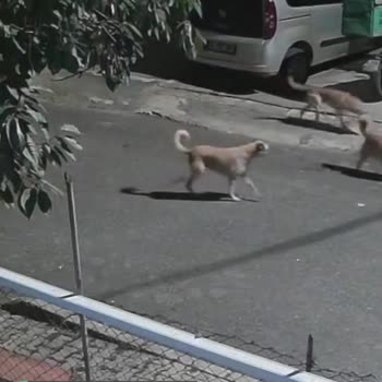 İçişleri Bakanlığı Başıboş Köpek Sorunu