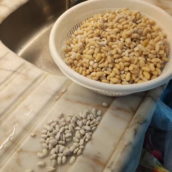 Aynı Tencerede Yarı Yumuşayan Yarı Sert Kalan Fasulyeler Ürün Kalite Sorunu