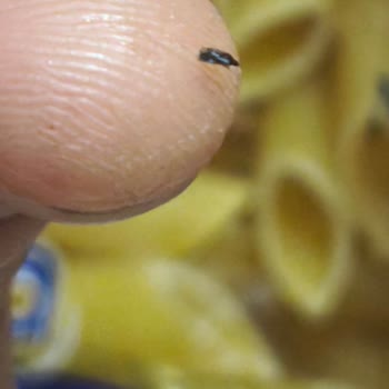 Paketten Çıkan Ölü Böcek, Nuh’un Makarna’da Hijyen Krizi