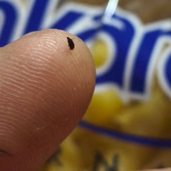Paketten Çıkan Ölü Böcek, Nuh’un Makarna’da Hijyen Krizi