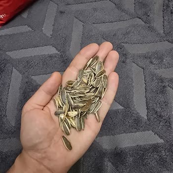Ay Çekirdeği Paketi Boş Kabuk Ve Küçük Tane Sorunu Nedeniyle Mağduriyet