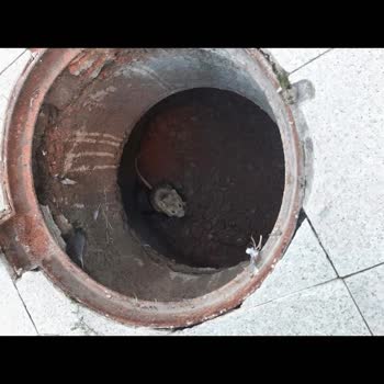 Kırılan Yağmur Suyu Hattı Onarılmadı, Binada Fare İstilası