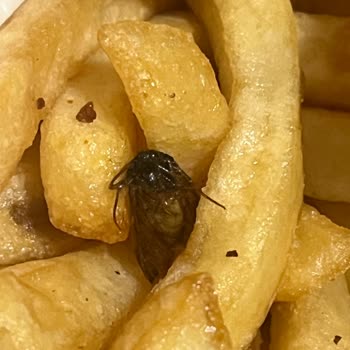 Maydonoz Döner İzmit Patates Kızartmasından Sinek Çıktı Hijyen İhlali Ve İade Talebi