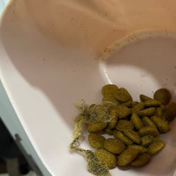La Vital Köpek Mamasında Yabancı Cisimler Ve Sağlık Riski