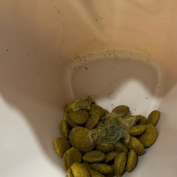 La Vital Köpek Mamasında Yabancı Cisimler Ve Sağlık Riski
