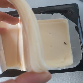 Altınkılıç Dilimli Tost Peynirinde Karınca Tespit Edildi