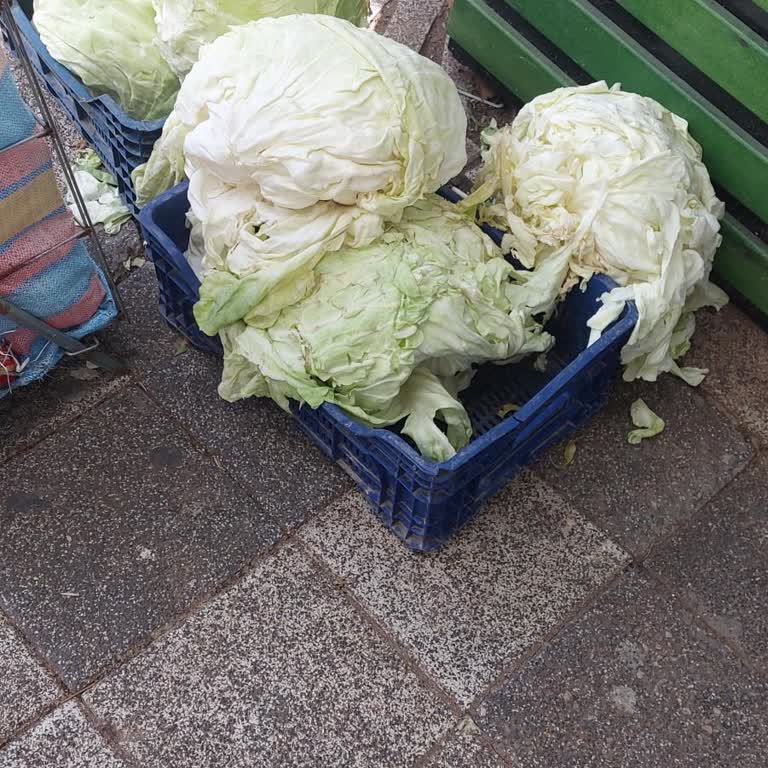 Lahanaların Hijyen Sorunları Ve Fahiş Fiyatlandırması