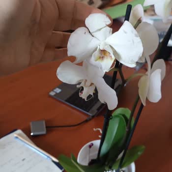 Çiçek Sepeti Kalitesiz Çerçeveli Fotoğraf, Otomatik Onay Ve Hasarlı Teslimat İade Talebi