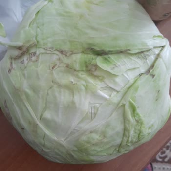 Çürük Lahana Ve Ezilmiş Sirke Şişesi İçin İade Talebi