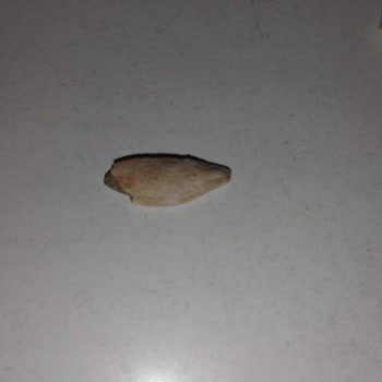 Simbat’tan Yanmış Kabak Çekirdeği Zehir Tadında Ve Mideyi Bozan