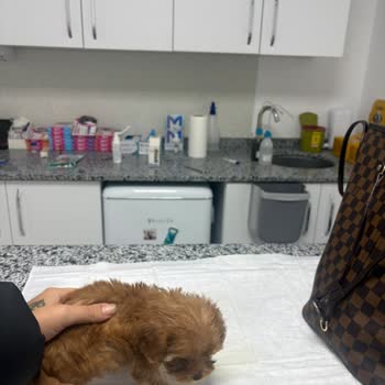 Patibul’da Hastalıklı Köpek Satışı Şikayetimiz Ve İlanların Derhal Kaldırılması Talebi