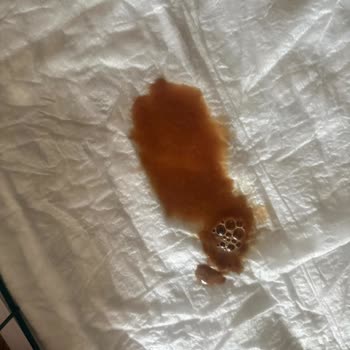 Patibul’da Hastalıklı Köpek Satışı Şikayetimiz Ve İlanların Derhal Kaldırılması Talebi