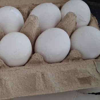 Kırık Yumurtalar Ve Cevapsız Mağaza Desteği