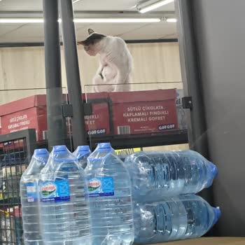 BİM Koğukçınar Şubesinde Kedinin Gıdalara Girişi Hijyen Sorunu