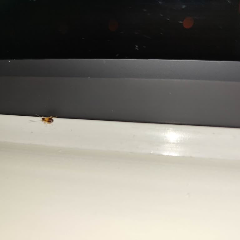 Otobüste Hamam Böcekleri Ve Hijyen Skandalı