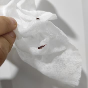 İngiliz Home Ürünlerinde Böcek Kalıntısı Ve Hijyen İhlali