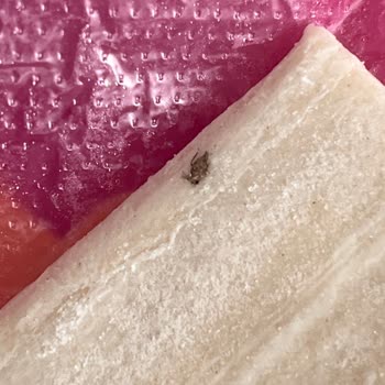 Milföyde Böcek Tespiti Ve Hijyen Endişesi